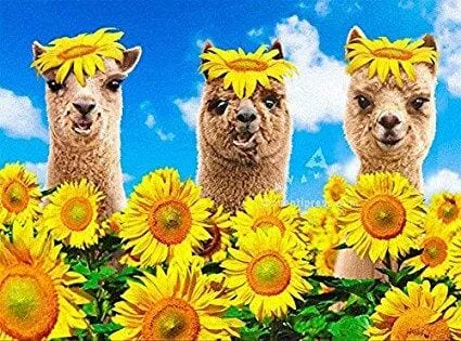 Avanti Alpaca Greeting Card - Happy Sunny, Funny Birthday