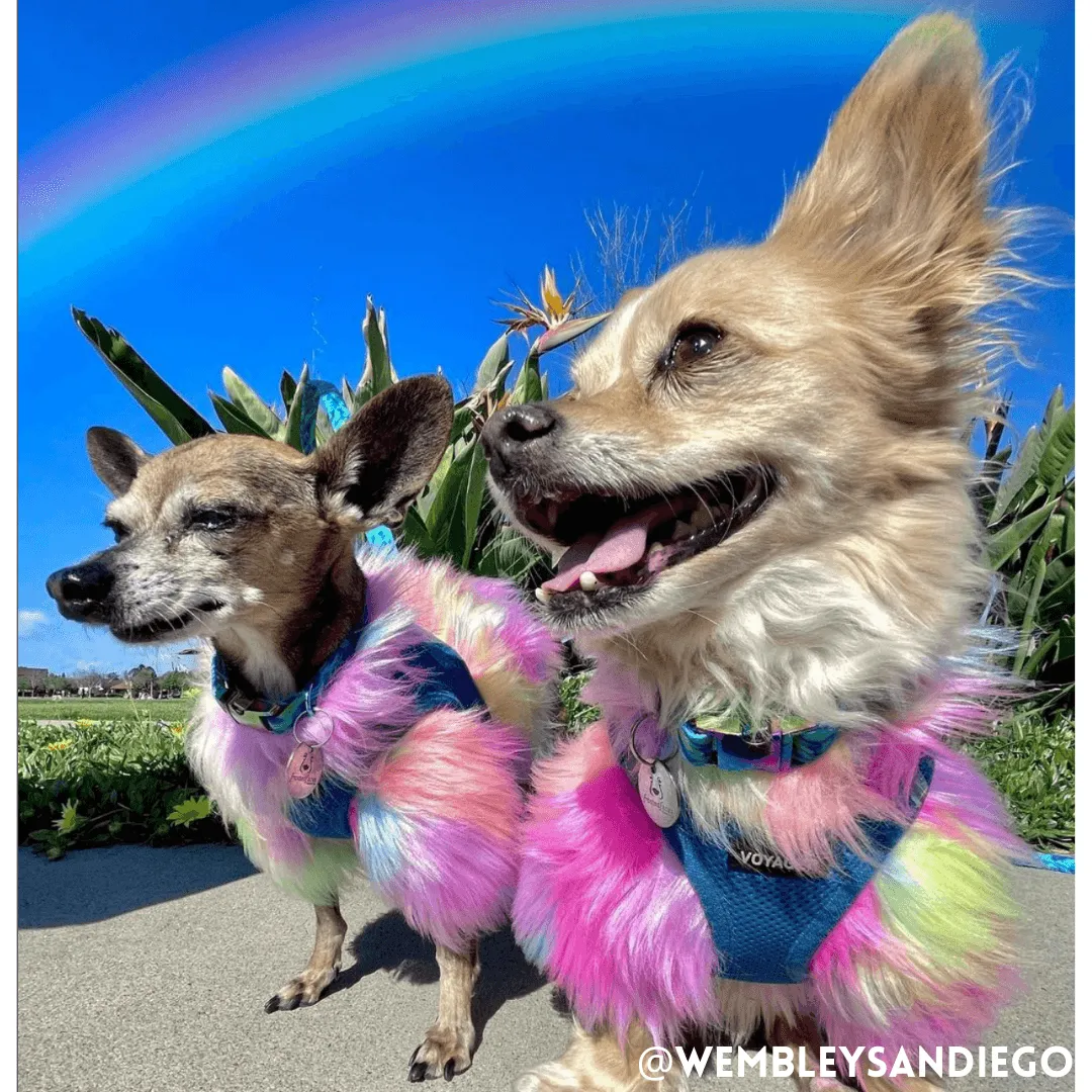 Rainbow Floof Sweater