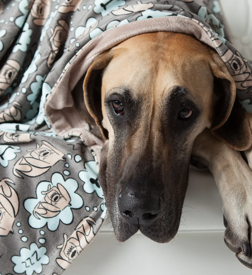 Sleeping Dog Blanket